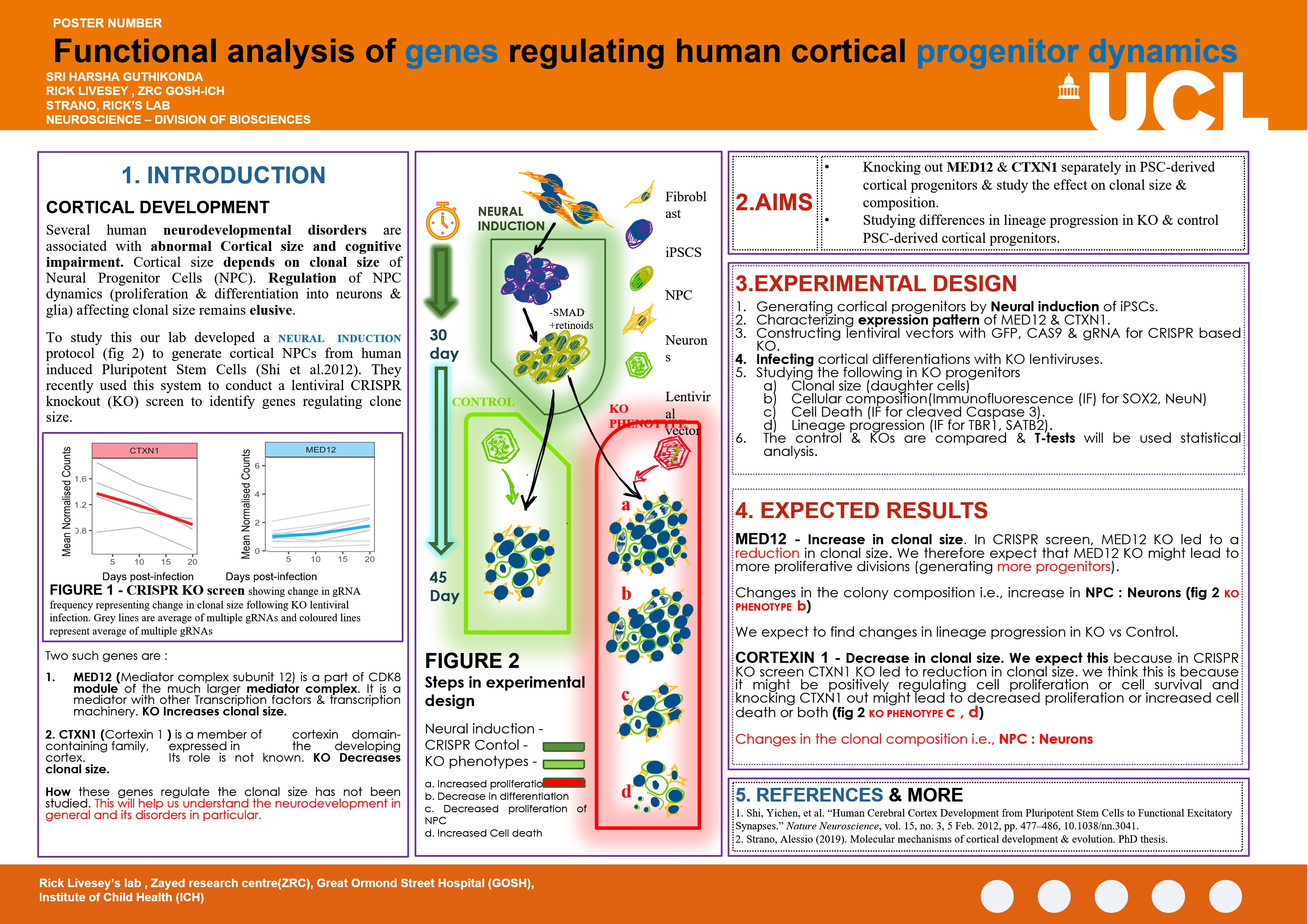 Functional analysis of genes regulating human cortical progenitor dynamics